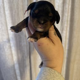 Red - Black and tan male Cavapoo puppy in Linden, Michigan from Maple Drive Doodles