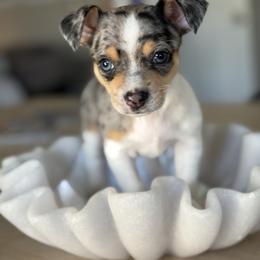 Cash - Blue merle male Chihuahua puppy in High Point, North Carolina from Most Treasured Chihuahuas
