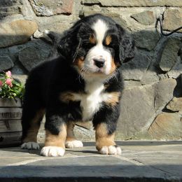 "Our breeding female: Monarda (FCI registered name Willow Bersaltyna) comes to us from Kennel Bersaltyna in Czech Republic." Bernese Mountain Dog Puppies from Grand Mesa Mountain Dogs