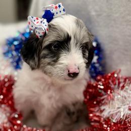 Pink collar toy - Blue merle female Aussiedoodle puppy in 32046, Florida from River Hill Ranch