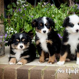 Toy Australian Shepherd Puppies from No Limit Ranch Miniature and Toy Australian Shepherds