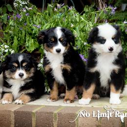 Toy Australian Shepherd Puppies from No Limit Ranch Miniature and Toy Australian Shepherds