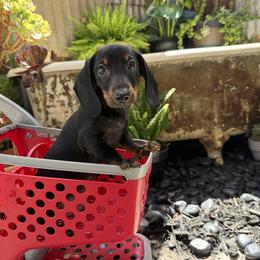 Rocky - Black and tan male Dachshund puppy in Atwater, California from Jes & 3 weens