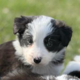 Jaxon - Black and white male Border Collie puppy in Lakeview, Michigan from Haven Creek Farm