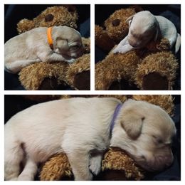 Labrador Retriever Puppies from Spring Water Labs of the Carolinas
