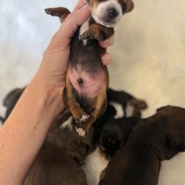 Boy 1 - Sable male Dachshund puppy in Montrose, Michigan from Livy’s Doodles
