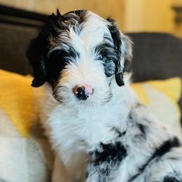 Sheepadoodles from Simply Sheepadoodles, LLC