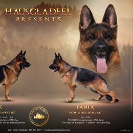 Koda - Black and red male German Shepherd puppy in Nacogdoches, Texas from Vom Hausgladfel