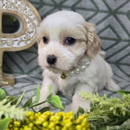 Gracie - Gold and white female Shihpoo puppy in Hartville, Missouri from Petty Paws