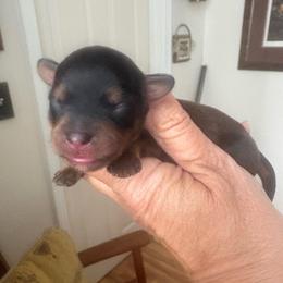 Ruger - Black and tan male Yorkipoo puppy in Carlotta, California from Lost Coast Poodles and Doodles
