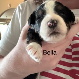 Bella - Tri-color female Bernedoodle puppy in Eagle Mountain, Utah from Liberty Farms Puppies
