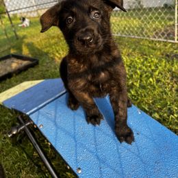 Dutch Shepherd Puppies from Sugar Island Dutch Shepherds