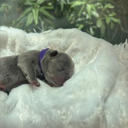 Daphne - Blue female French Bulldog puppy in Salisbury, Maryland from 77 Frenchies Maryland
