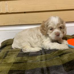 Girl 2 - Buff and white female Cocker Spaniel puppy in Gadsden, Alabama from Rich Cat’s