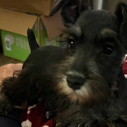 Miniature Schnauzers from Fran’s Miniature Schnauzers
