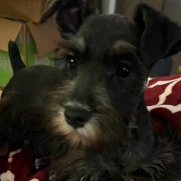 Miniature Schnauzers from Fran’s Miniature Schnauzers