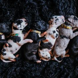 Great Dane Puppies from Babes & Danes