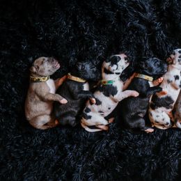 Great Dane Puppies from Babes & Danes