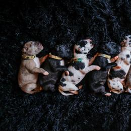 Great Dane Puppies from Babes & Danes