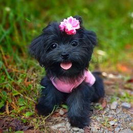 Companion Cross, Mal-Shi, Maltese, Maltipoo, Morkie, and Shih Tzu Puppies from Seeking Shalom Acres Maltese, Maltipoos & Havamalts