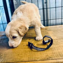 Black collar male - Parti male Goldendoodle puppy in Valdosta, Georgia from Fifth Day Farm