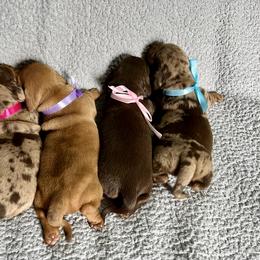 Dachshund Puppies from Honey Creek Doxies