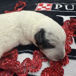 Millie - Blue female Australian Cattle Dog puppy in Billings, Montana from Sugarloaf French bulldogs