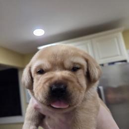 Red Male - Yellow male Labrador Retriever puppy in Andrews, South Carolina from Leyland Cypress Retrievers