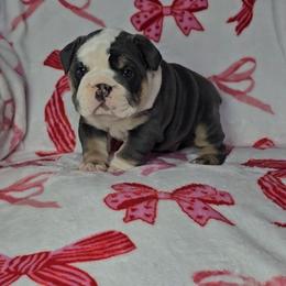 Cupid - Blue tri-color male Bulldog puppy in Franklin Grove, Illinois from Illinois Bullies Kennel