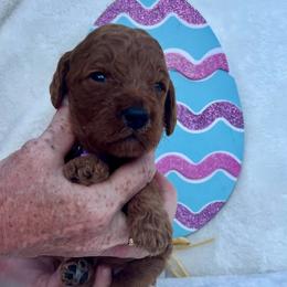 Light Purple - Red  female Goldendoodle puppy in Indian Trail, North Carolina from Castleberry Doodles and Poodles