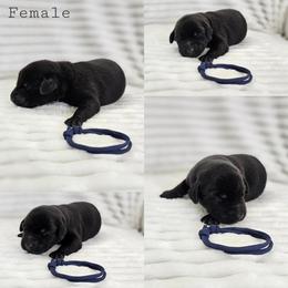 Navy Collar - Female - Black female Labrador Retriever puppy in Boyd, Minnesota from Lindley Labradors