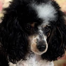 Cavapoos from Autumn Poodles/Doodles