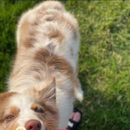 Australian Shepherd All Grown Up from LL Farm Australian Shepherds