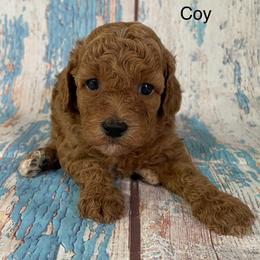 Coy - Red male Cavapoo puppy in Lebanon, Missouri from Cobbs Creek Canines