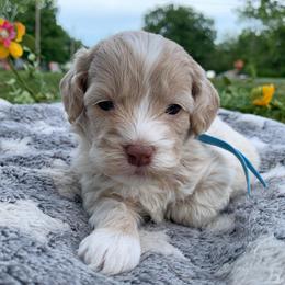 Dewey - Buff and white male Cockapoo puppy in Bedford, Iowa from Our Father’s Doodles