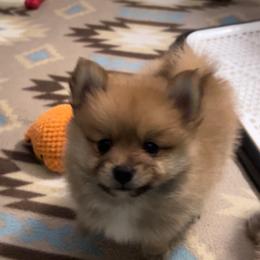 Chance - Orange sable male Pomeranian puppy in Ocala, Florida from Roxy's Pomeranian Puppies