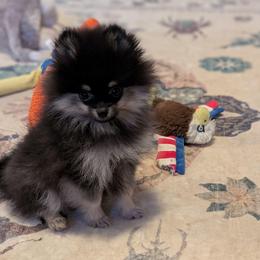Allen the runt - Black and tan male Pomeranian puppy in Danielsville, Georgia from PassionatePomPoms