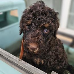 Orange Collar Male - Phantom male Poodle puppy in Tehama County, California from Hals Pals K9s