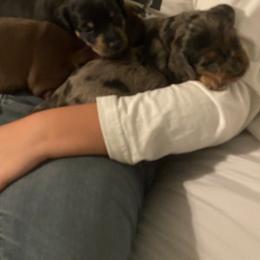 Dachshund Puppies from Honey Creek Doxies