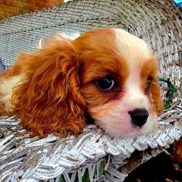 Leo - Blenheim male Cavalier King Charles Spaniel puppy in Watsontown, Pennsylvania from Huntsman Cavaliers