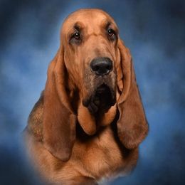 Deja - Bloodhound