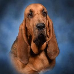 Deja - Bloodhound