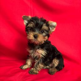 BB teal boy - Blue and gold male Yorkshire Terrier puppy in Alburnett, Iowa from Hobbs Shire Yorkies