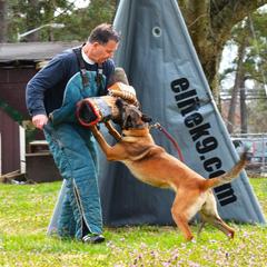 Tiya - Belgian Malinois