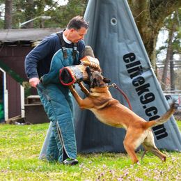 Tiya - Belgian Malinois