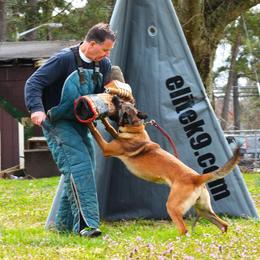 Tiya - Belgian Malinois