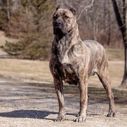 Zirra - Cane Corso
