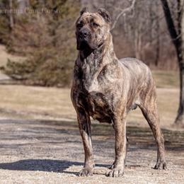 Zirra - Cane Corso
