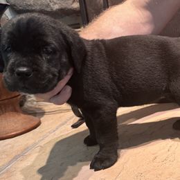 Cane Corso Puppies from Protectors in the Palms
