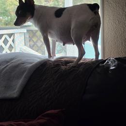 Toy Fox Terriers from Kitsune